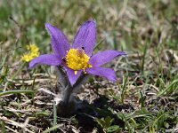 Pulsatilla halleri ssp halleri 26, Saxifraga-Luuk Vermeer