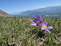 Pulsatilla halleri ssp halleri 27, Saxifraga-Luuk Vermeer
