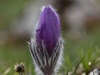 Pulsatilla halleri ssp halleri 31, Saxifraga-Luuk Vermeer