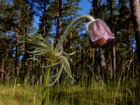 Pulsatilla pratensis 10, Saxifraga-Ed Stikvoort
