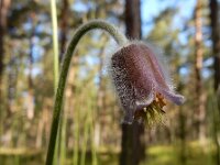 Pulsatilla pratensis 14, Saxifraga-Ed Stikvoort