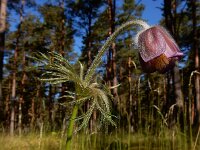 Pulsatilla pratensis 5, Saxifraga-Ed Stikvoort