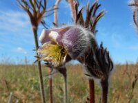 Pulsatilla pratensis 7, Saxifraga-Ed Stikvoort
