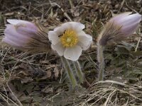 Pulsatilla vernalis 11, Saxifraga-Willem van Kruijsbergen