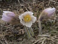 Pulsatilla vernalis 12, Saxifraga-Willem van Kruijsbergen