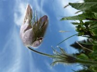 Pulsatilla vernalis 16, Saxifraga-Simone van Velzen