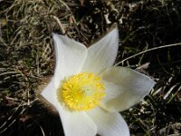 Pulsatilla vernalis 22, Saxifraga-Rutger Barendse