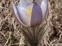 Pulsatilla vernalis 28, Saxifraga-Harry Jans