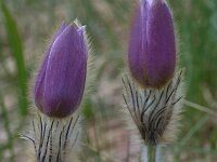Pulsatilla vernalis 30, Saxifraga-Harry Jans