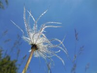 Pulsatilla vulgaris 29, Wildemanskruid, Saxifraga-Ed Stikvoort