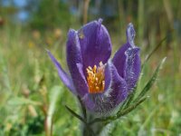 Pulsatilla vulgaris 31, Wildemanskruid, Saxifraga-Ed Stikvoort