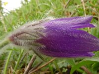 Pulsatilla vulgaris 56, Wildemanskruid, Saxifraga-Hans Grotenhuis