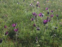 pulsatilla vulgaris 19, Wildemanskruid, Saxifraga-Dirk Hilbers