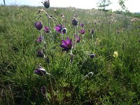 pulsatilla vulgaris 20, Wildemanskruid, Saxifraga-Dirk Hilbers