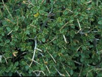 Quercus coccifera 18, Saxifraga-Jan van der Straaten