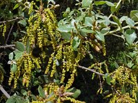 Quercus coccifera 28, Saxifraga-Hans Grotenhuis