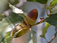 Quercus coccifera 31, Saxifraga-Tom Heijnen