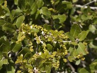 Quercus coccifera 7, Saxifraga-Jan van der Straaten