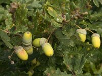Quercus robur 12, Zomereik, Saxifraga-Jan van der Straaten