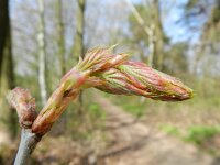 Quercus robur 59, Zomereik, Saxifraga-Rutger Barendse