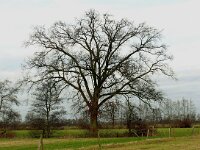 Quercus robur 74, Zomereik, Saxifraga-Hans Grotenhuis