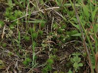 Radiola linoides 13, Dwergvlas, Saxifraga-Hans Boll