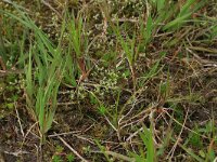 Radiola linoides 14, Dwergvlas, Saxifraga-Hans Boll