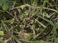 Radiola linoides 2, Dwergvlas, Saxifraga-Peter Meininger