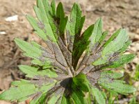Ranunculus acris 15, Scherpe boterbloem, Saxifraga-Rutger Barendse