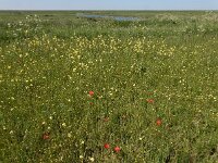 Ranunculus arvensis 15, Akkerboterbloem, Saxifraga-Ed Stikvoort