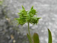 Ranunculus arvensis 4, Akkerboterbloem, Saxifraga-Rutger Barendse