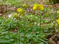Ranunculus auricomus 37, Gulden boterbloem, Saxifraga-Hans Grotenhuis