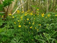 Ranunculus auricomus 41, Gulden boterbloem, Saxifraga-Hans Grotenhuis
