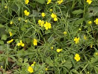 Ranunculus auricomus 7, Gulden boterbloem, Saxifraga-Peter Meininger