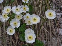 Ranunculus bilobus 3, Saxifraga-Harry Jans
