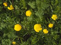 Ranunculus bulbosus 17, Knolboterbloem, Saxifraga-Jan van der Straaten