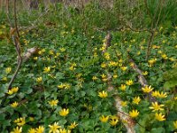 Ranunculus ficaria 32, Speenkruid, Saxifraga-Ed Stikvoort