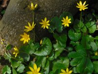Ranunculus ficaria 36, Speenkruid, Saxifraga-Ed Stikvoort