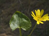 Ranunculus ficaria ssp ficariiformis 2, Saxifraga-Jan van der Straaten