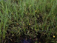 Ranunculus flammula 39, Egelboterbloem, Saxifraga-Hans Boll