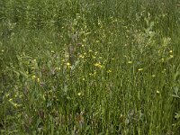 Ranunculus flammula 48, Egelboterbloem, Saxifraga-Willem van Kruijsbergen
