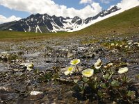 Ranunculus glacialis 10, Foto Fitis-Sytske Dijksen