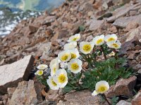 Ranunculus glacialis 17, Saxifraga-Jeroen Willemsen