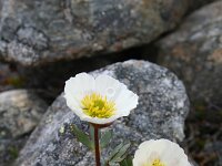 Ranunculus glacialis 19, Saxifraga-Jeroen Willemsen