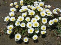 Ranunculus glacialis 30, Saxifraga-Harry Jans