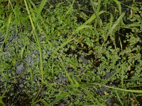 Ranunculus hederaceus 13, Klimopwaterranonkel, Saxifraga-Ed Stikvoort