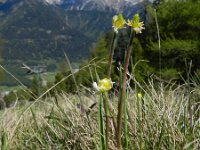 Ranunculus kuepferi 24, Saxifraga-Rutger Barendse