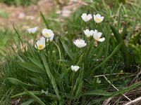 Ranunculus kuepferi 32, Saxifraga-Luuk Vermeer