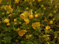 Ranunculus montanus 4, Saxifraga-Willem van Kruijsbergen