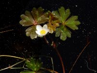 Ranunculus ololeucos 10, Witte waterranonkel, Saxifraga-Ed Stikvoort